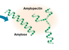 <p>Branched molecule</p>