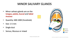 <p>tongue, palate, buccal, and labial mucosa</p>