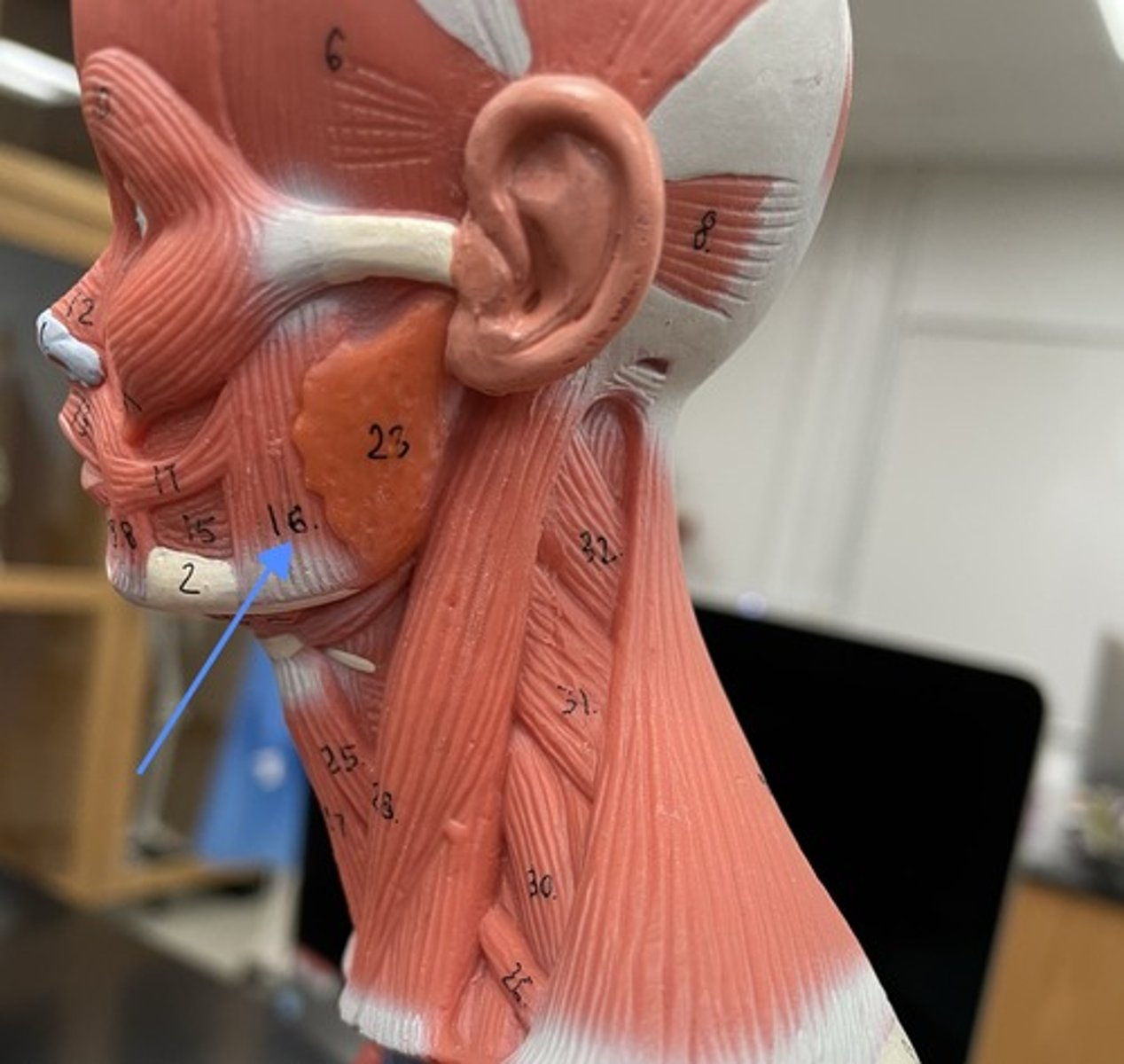 <p>masseter</p><p>origin:</p><p>insertion:</p><p>action:</p>