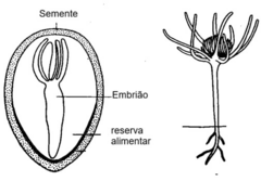<p>Estrutura reprodutiva 'nua' (sem fruto) resultante da fecundação no megastróbilo, contendo o embrião.</p>