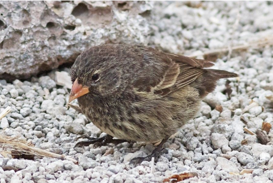 <ul><li><p><em>Geospiza difficilis </em></p></li><li><p>least concern</p></li><li><p>although most populations feed mainly on seeds, those finches found on the small and remote islands of Wolf and Darwin often drink the blood of large seabirds, such as boobies. </p></li><li><p>this has given them an alternative name - <strong>vampire finch</strong>. </p></li></ul><p></p>