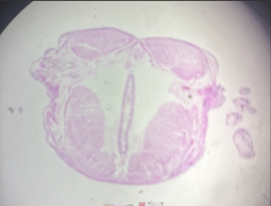 <p>What phylum and class is that? </p>