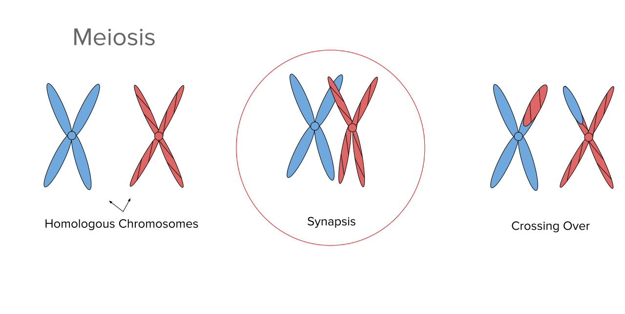 <p>The physical pairing up of homologous chromosomes side-by-side during Prophase I of meiosis.</p>