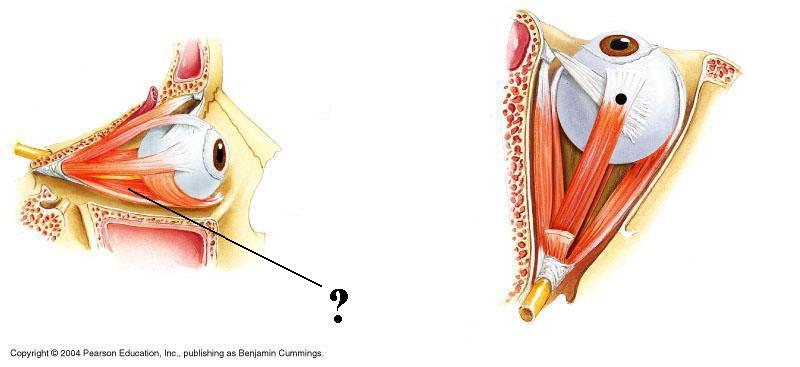 <p>Identify the indicated structure</p>