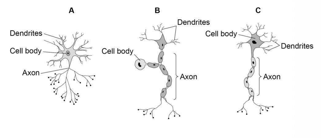 <p>Relay, sensory, motor</p>