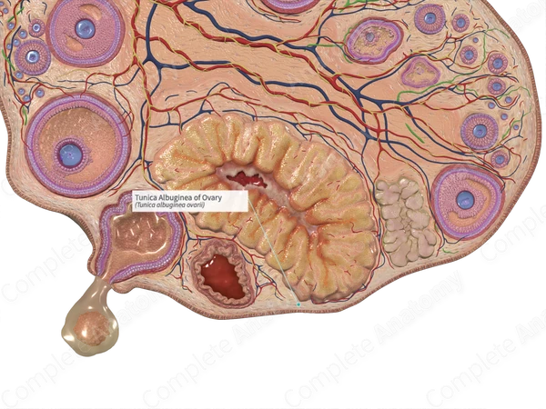 <p>A capsule of collagenous connective tissue</p><div data-type="horizontalRule"><hr></div><p>The tunica albuginea is a capsule of white collagenous connective tissue in the ovaries.</p><p><br></p>