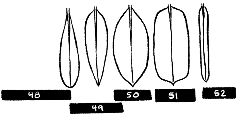 <p>What is 51?</p>
