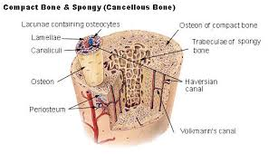 <p>The dense outer layer of most bones</p>