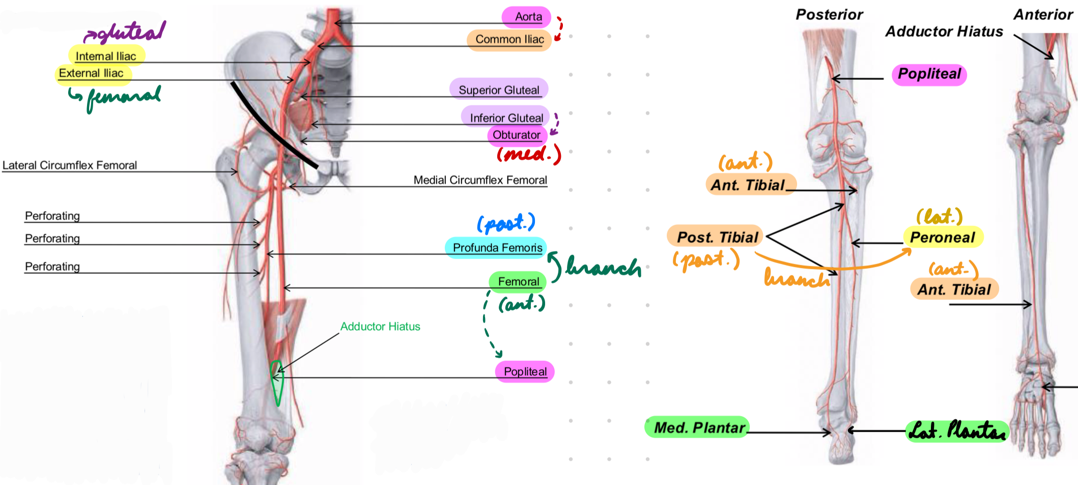 <p>Abdominal Aorta → R + L common iliac</p><p>Thigh: Common iliac → Internal + external iliac a.</p><ul><li><p>External iliac → Femoral a. (anterior)</p><ul><li><p>Femoral a. → Deep femoral/profunda femoris a. (posterior)</p></li></ul></li><li><p>Internal iliac → Gluteal a. → Obturator a. (medial)</p></li></ul><p>Leg: Femoral a. → Popliteal a.</p><ul><li><p>Popliteal a. → Anterior + posterior tibial aa. (anterior + posterior)</p><ul><li><p>Branch from posterior tibial a. = Peroneal/fibular a. (lateral)</p></li></ul></li><li><p>Peroneal a. → Medial + lateral plantar aa. (feet)</p></li></ul><p></p>