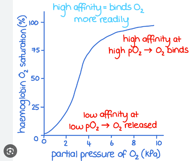 <p>Sigmoid shape because of the changing affinity when more oxygen is bound</p><p>At low PO<sub>2</sub> its a plateau bc its difficult to attach the first oxygen</p><p>When there are one or two oxygens it binds more easily so a steep gradient (25% to 50%)</p><p>Flattens at the top bc maximum number</p>