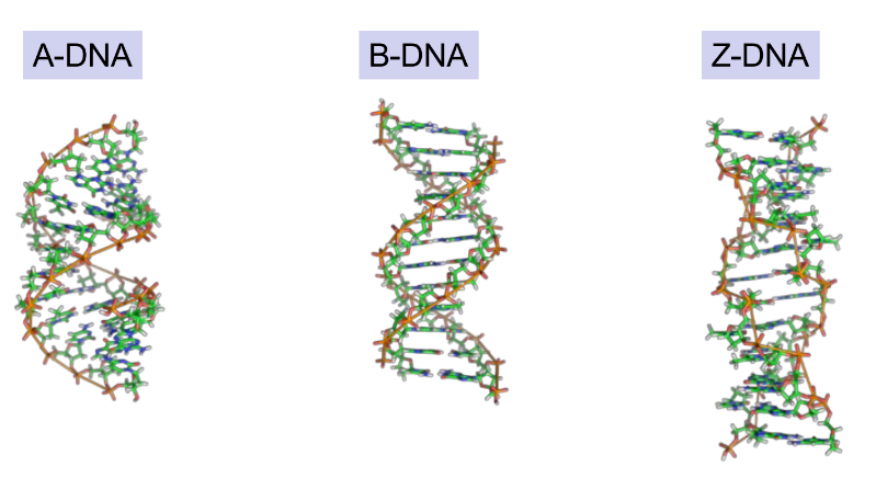 <p>A-, B-, Z-DNA (have diff. configurations)</p><p>_</p><p>B-DNA conformation allows proteins to bind to specific DNA sequences </p><ul><li><p>this is <u>essential for gene expression</u></p></li></ul><p>____</p><p>quaternary structure of DNA helps in <u>packing genomic DNA in cells</u></p>