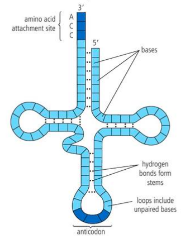 <ul><li><p>they are in the middle loop</p></li><li><p>they determine which one of the 20 AA is attached</p></li></ul><p></p>
