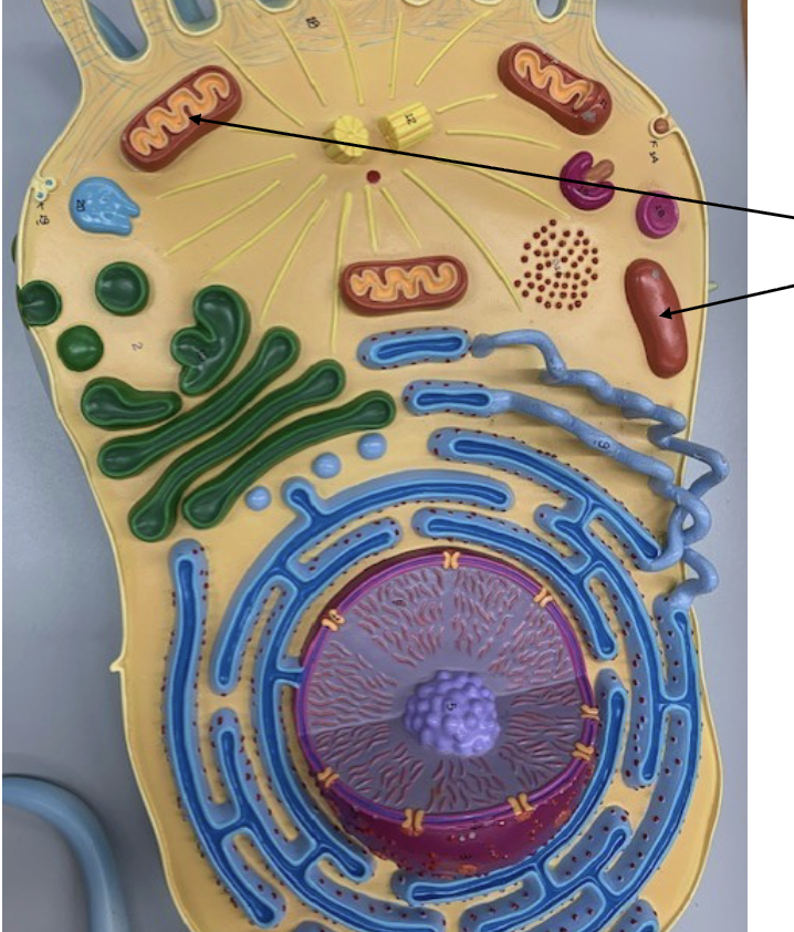 <p>What Organelle is this ?</p>