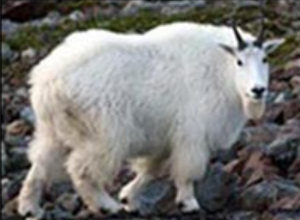 <p>big game</p><p>billy</p><p>larger, horns are thicker at the base than females and sweep back uniformly</p>