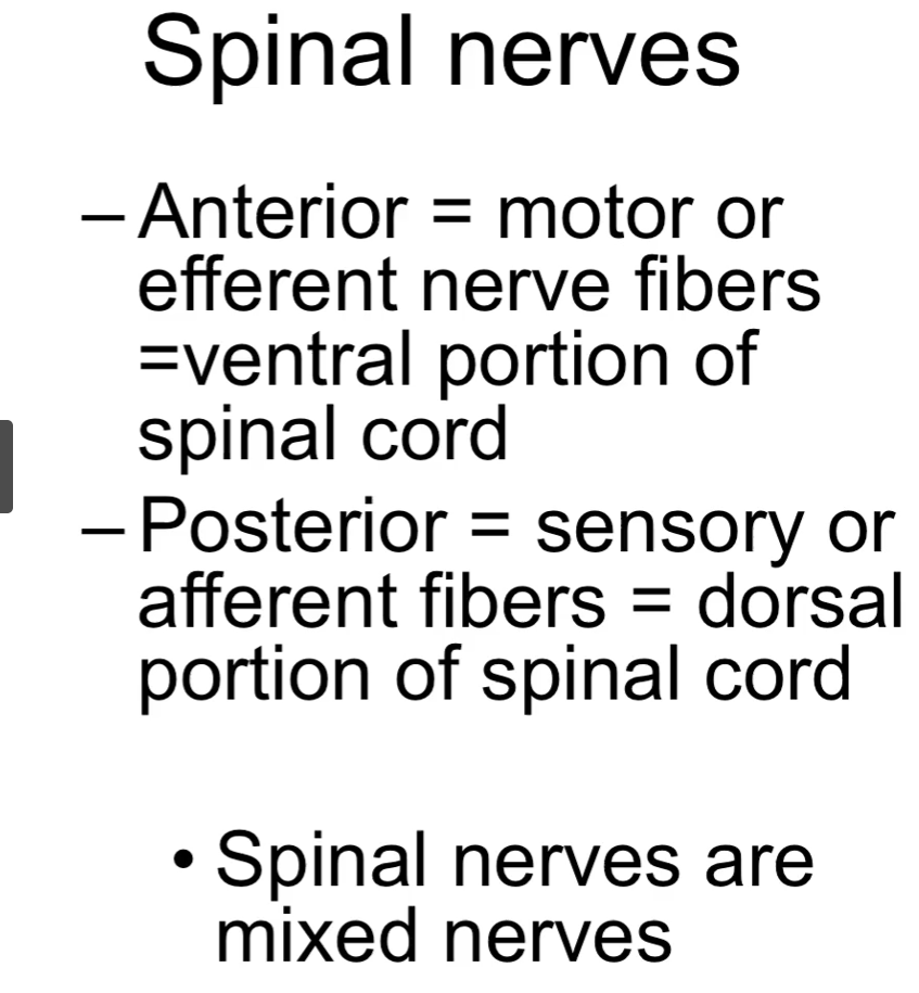 <p><u>Spinal Nerves</u></p><p>Posterior/dorsal: sensory neurons or afferent neurons</p><p>Anterior/ventral: motor neurons or efferent neurons</p><p>spinal nerves are mixed nerves</p>