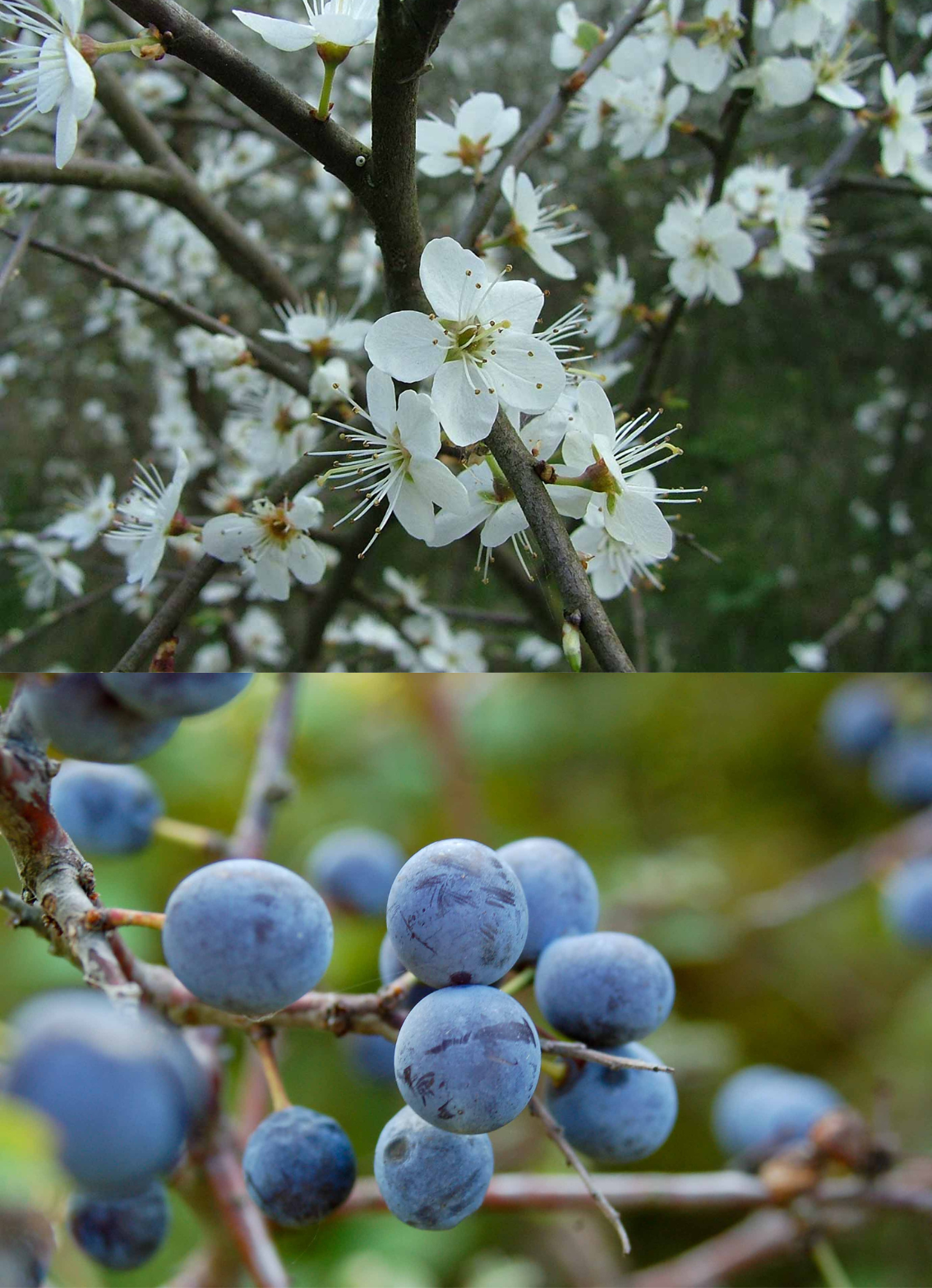 <p>Klasa <strong>RHAMNO-PRUNETEA</strong></p>