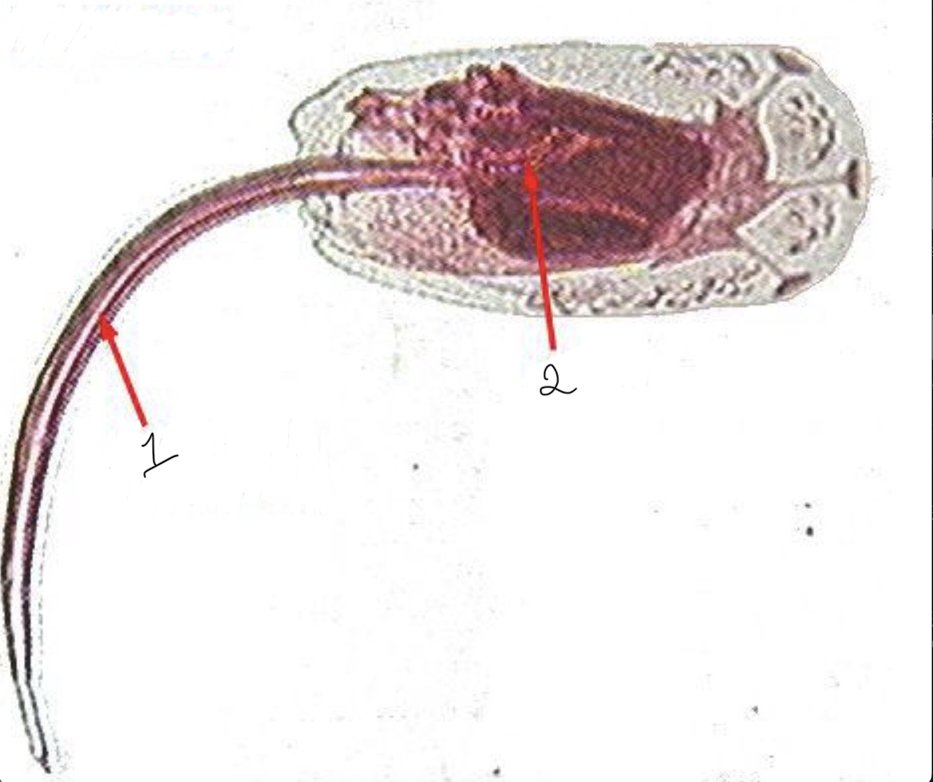 term image