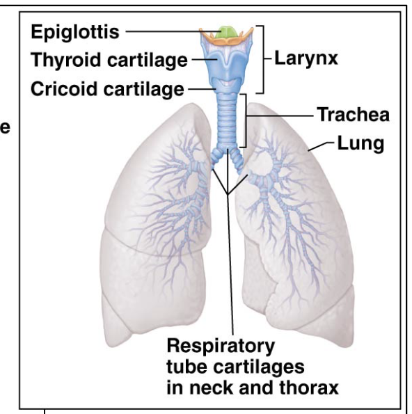 <p>Flap in our throat</p>