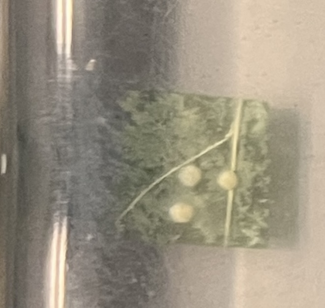 <p>What stage cabbage worm is this?</p>