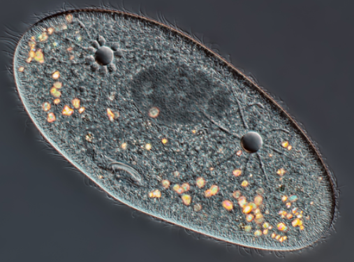 <p><span>What is the name of the locomotive appendage used by this protist?&nbsp;</span></p>