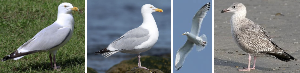 <ul><li><p><span style="background-color: transparent;"><strong>Habitat:</strong> scavenge in open water, intertidal pools and shallows, mudflats, etc., roost/loaf- open areas with high visibility like ag fields, parking lots, breed- near lakes in northern forests and in some coastal areas, colonies- isolated islands, barrier beaches, city roofs</span><span>&nbsp;</span></p></li><li><p><span style="background-color: transparent;"><strong>Diet:</strong> marine inverts, fish, insects, smaller seabirds, and other gulls, opportunistic scavengers- fish, carrion, trash</span></p></li><li><p><span style="background-color: transparent;"><strong>Characteristics:</strong> large, robust body, hefty bill, </span><span>red spot under beak</span><span style="background-color: transparent;">, adult- light gray back with black wingtips and white head/underparts, juveniles- mottled brown, look barrel-chested and broad-winged in flight</span></p></li></ul><p></p>