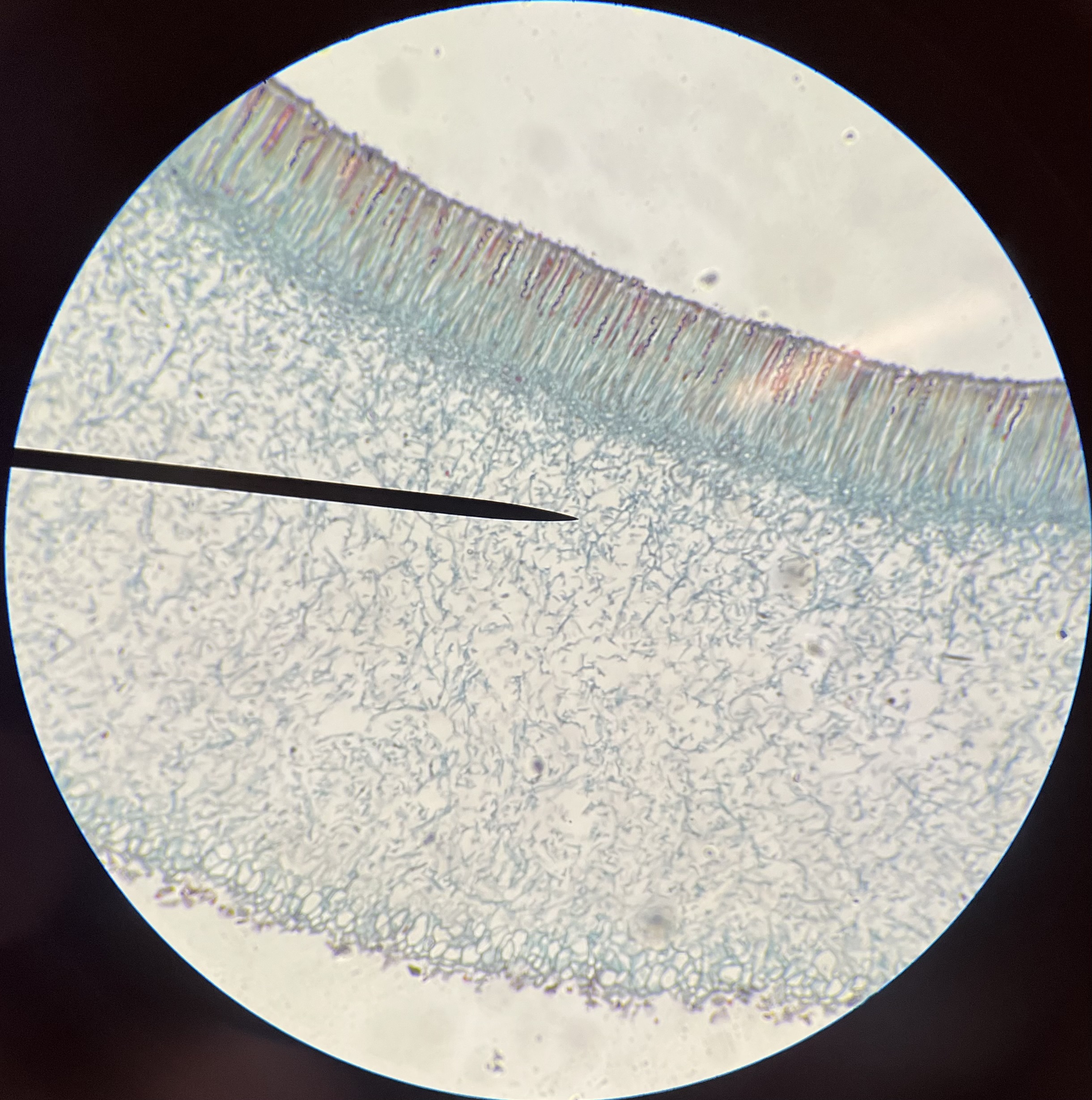 <p>What layer is the pointer on?</p>