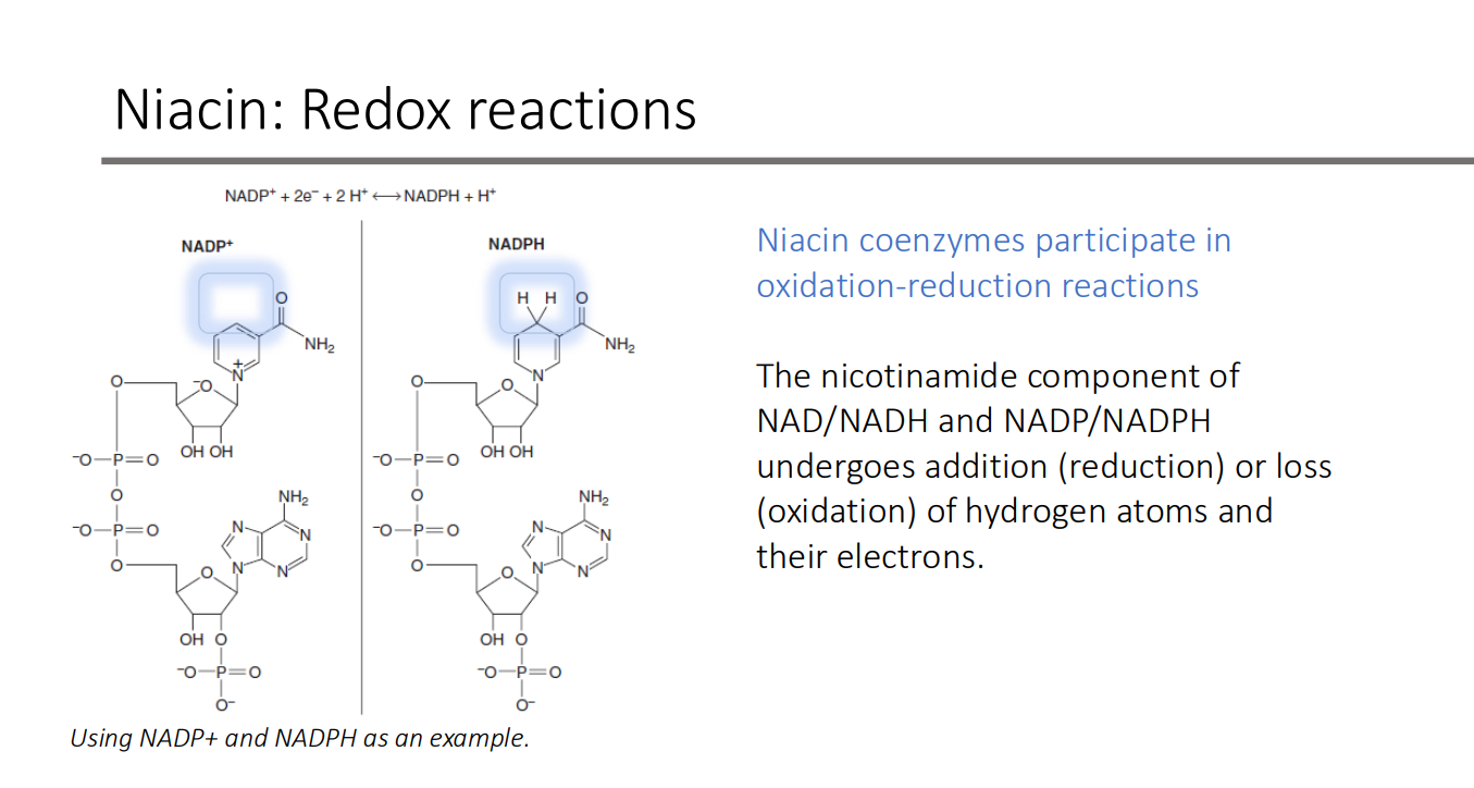 <p>addition (reduction) or loss (oxidation) of hydrogen atoms and their electrons</p>