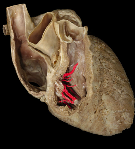 <p>form the papillary muscles to the 3 flaps of the right tricuspid valve, prevent the flaps from being everted into the atrium, “heart strings”</p>