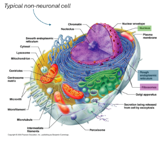 <p>Organelle</p>
