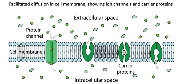 <p>Glucose (sugar) is absorbed through these carrier proteins. It does not go through the bilayer lipids because the molecules are too large and too polar (water loving).</p>