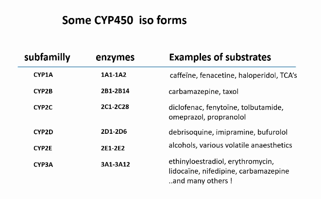 <ul><li><p>Cytochrome P450</p></li><li><p>Involved in the metabolism of many drugs</p></li><li><p>There are different forms in the liver (and intestines), each with a certain selectivity for certain substances (different forms seen in picture)</p></li><li><p>Activity may differ per person (age, gender, polymorphism) and per situation</p></li><li><p>Affected by other pharmaceuticals and sometimes also food. </p></li></ul><p></p>