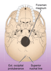<p>-occiput</p><p>-a large, prominent eminence on the posterior midline of the occipital bone</p>