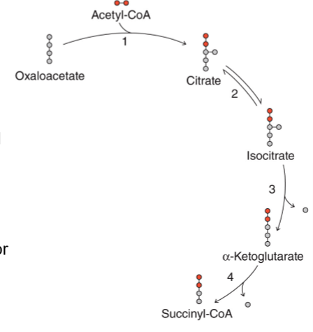 <p>the 2 Cs released in the first round of the citric acid cycle did not come from acetyl-CoA (comes from OAA combining with acetyl-CoA)  - the net result of each round of the citric acid cycle is the loss of two C as CO<sub>2</sub> for each acetyl-CoA that enters the cycle </p>