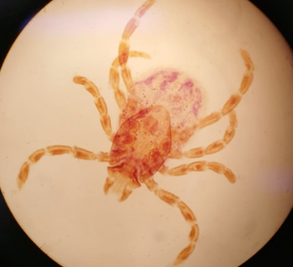 <p>Ixodidae, Adulto Hembra de <em>Rhipicephalus sanguineus</em></p>