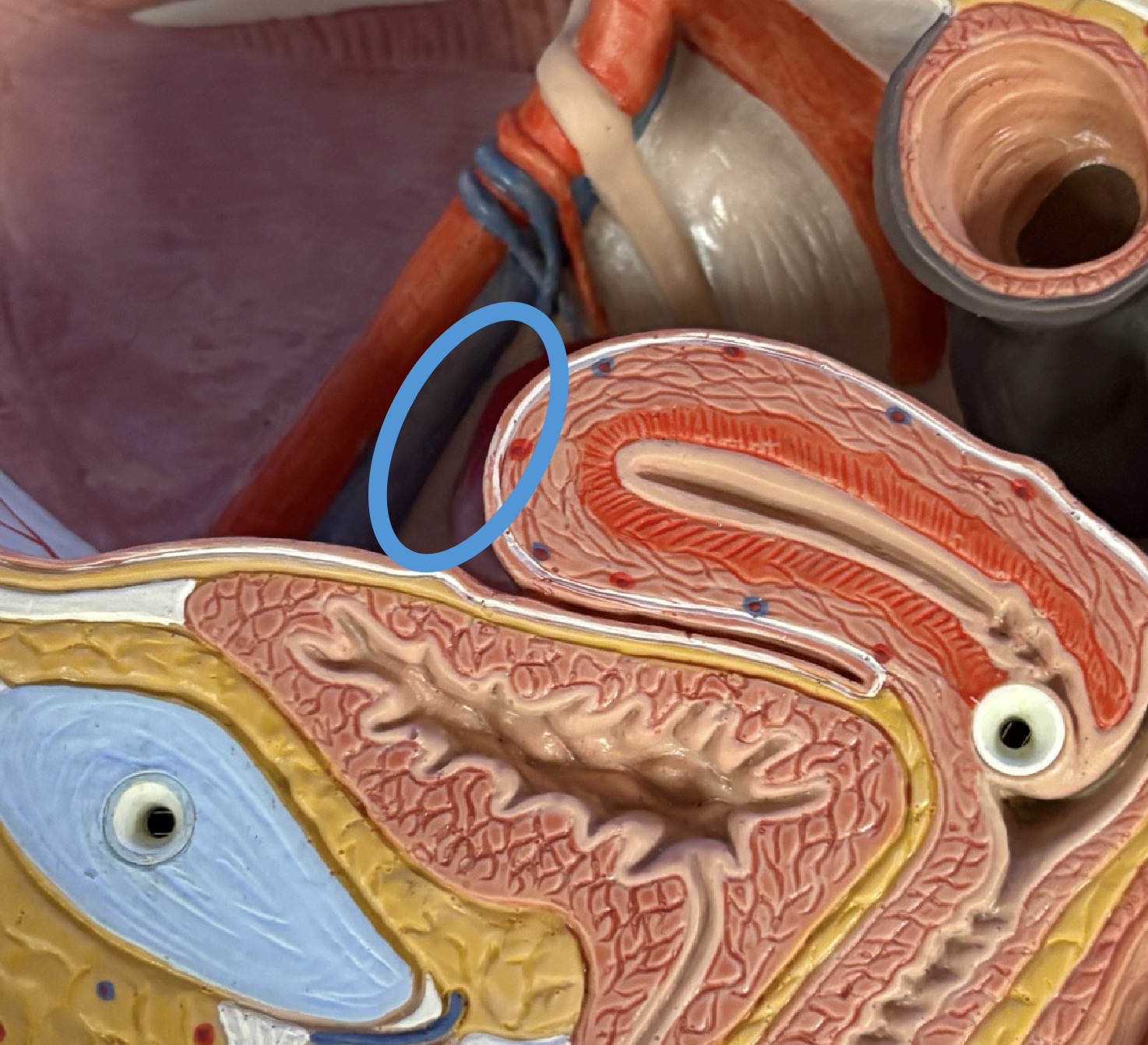 <p>connects uterus to labia majora</p>