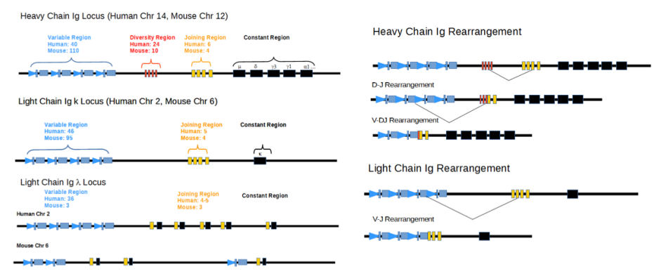 <p><span><strong>RAG1 and RAG2 (Recombination-Activating Genes):</strong> </span></p><ul><li><p><span><strong>code for</strong> a specialized protein complex that acts as a targeted <strong>molecular scissors</strong>. </span></p></li><li><p><span>They scan the DNA, recognize specific signals flanking the variable regions, and <strong>physically slice the double-stranded DNA</strong>. </span></p></li><li><p><span>They are only active in developing <strong>lymphocytes</strong>.</span></p></li></ul><p></p>