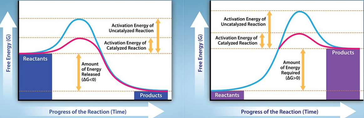 <p>Which graph depicts an endergonic reaction? An exergonic reaction?</p>