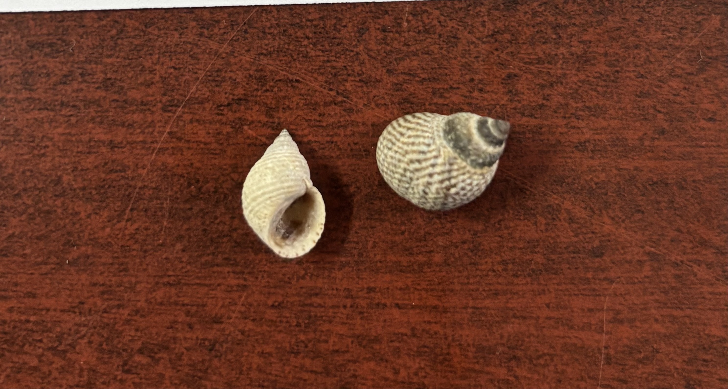 <p><strong>FILO<br>CLASE</strong><br><strong>SUBCLASE</strong><br><strong>ORDEN</strong><br><strong>FAMILIA</strong><br><strong>GÉNERO</strong><br><strong>NOMBRE COMÚN<br>CARACTERÍSTICAS</strong><br><strong>RÁDULA<br>ALIMENTACIÓN <br>HÁBITAT</strong></p>