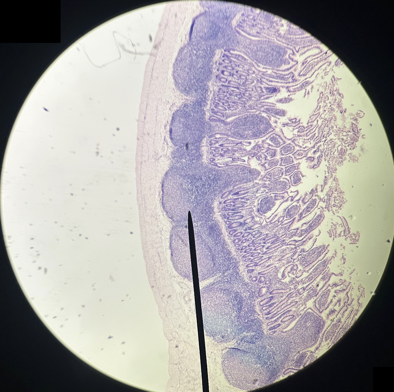 <p>Identify organ</p>