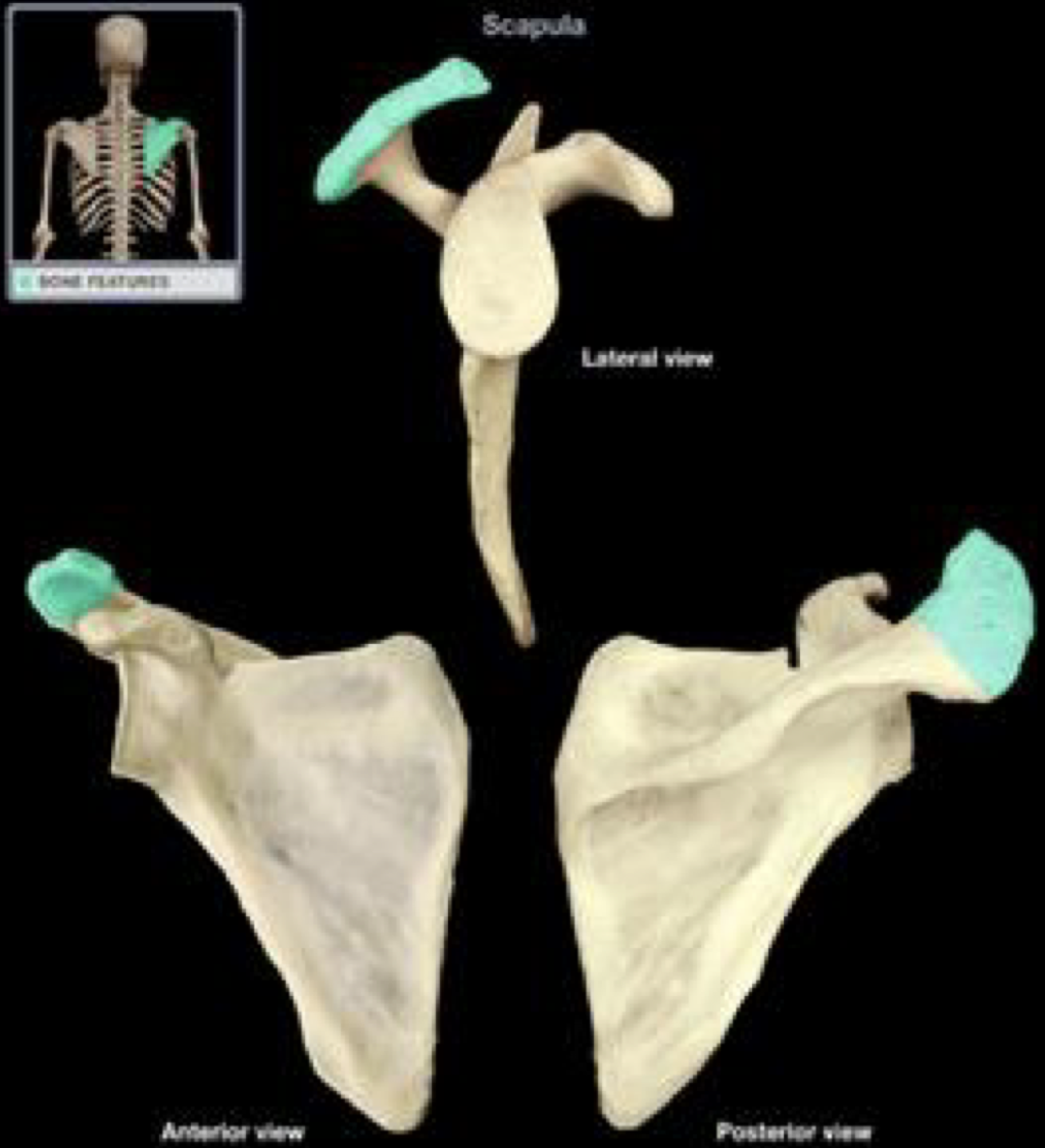 <p>Name this landmark on the scapula</p>