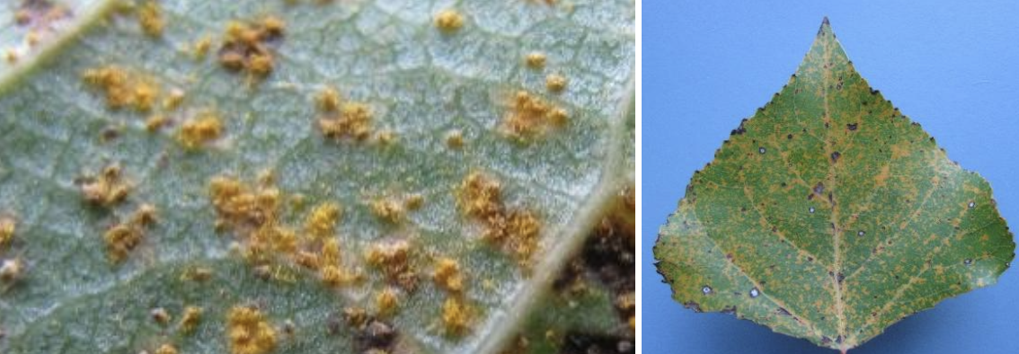 <p><strong>Type:</strong> Fungal disease<br><strong>Life cycle:</strong> Annual<br><strong>Key persistence / spread:</strong> Wind‑borne spores<br><strong>Farming systems:</strong> Shelter trees, erosion control plantings</p><p><strong> How to identify</strong></p><p>Bright orange to yellow powdery pustules develop on the underside of leaves. The upper surface may show pale yellow spotting.</p><p>Infected leaves often drop early, reducing tree vigour. Symptoms are most obvious in late summer and autumn.</p><p>The disease spreads rapidly between nearby trees under warm, humid conditions.</p><p>Usually confined to host species and does not affect pasture plants.</p>