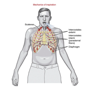 <p>with inspiration, see increase in vertical diameter of the thorax with the contraction and lowering of the diaphragm, with quiet expiration, see the dome recoiling back to the resting postion (vertical diameter shrinks back)</p>