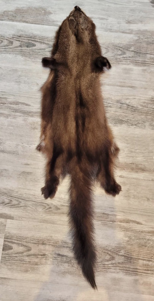 <p>Mostly dark, darker tail and paws</p>