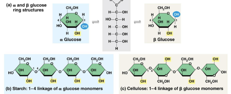 <p>Plants and animals store glucose in more stable polymers</p><ul><li><p>Glucose and other sugars on their own are called monosaccharides</p></li><li><p>Sugars are stored as polysaccharides</p></li></ul><p></p>