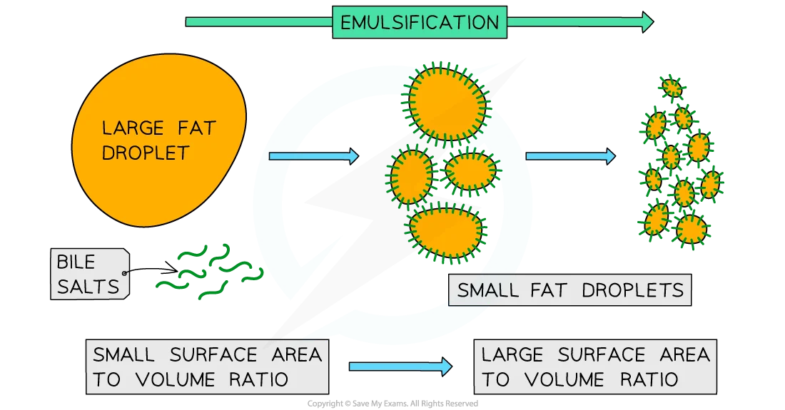 <ul><li><p>produced by the liver</p></li><li><p>stored in the gallbladder</p></li></ul><p></p><ul><li><p>bile will <strong>neutralise </strong>the contents of the stomach as it moves into the small intestine</p></li><li><p>bile <strong>emulsifies</strong> fats- this increases the surface area of the fat droplets allowing lipase to be more efficient</p></li></ul><p></p>