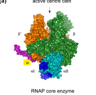 <p>what does ω do in the RNA subunit?</p>