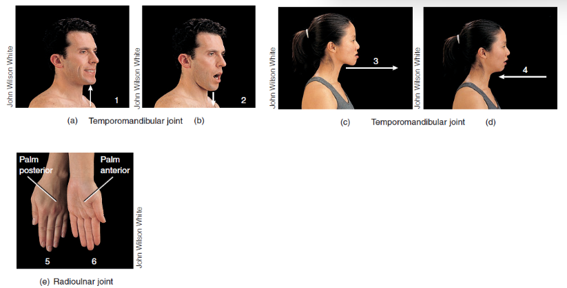 <p>Pronation (5)</p>