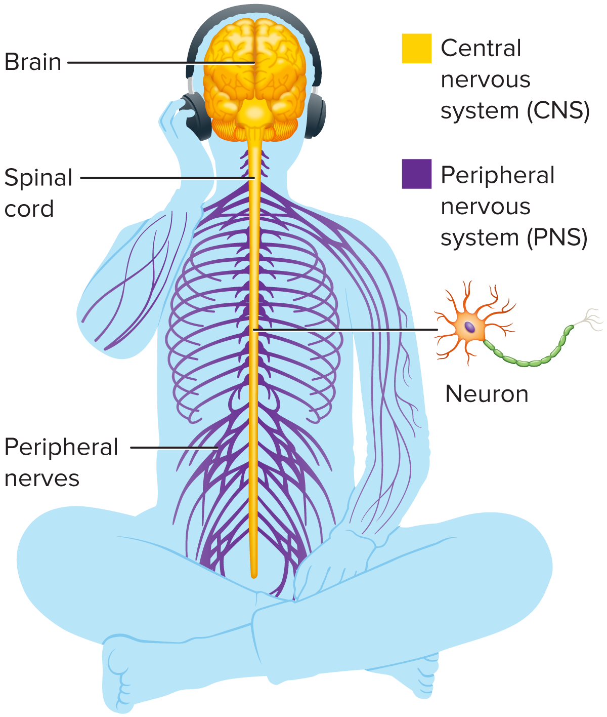 <p>Nervous System</p>