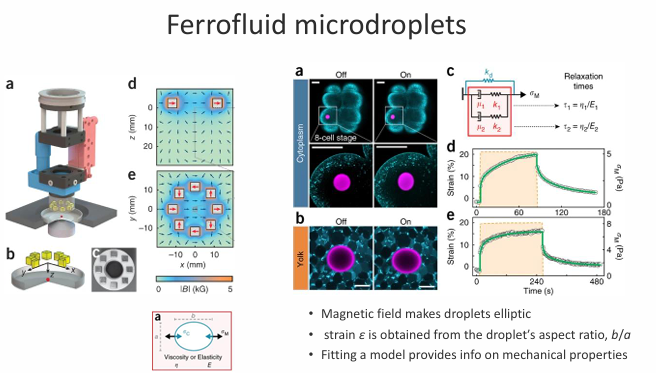 <ul><li><p>Magnetic field makes droplets elliptic </p></li><li><p>strain ɛ is obtained from the droplet′s aspect ratio, b/a </p></li><li><p>Fitting a model provides info on mechanical properties</p></li></ul><p></p>