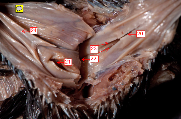 <p>24</p>